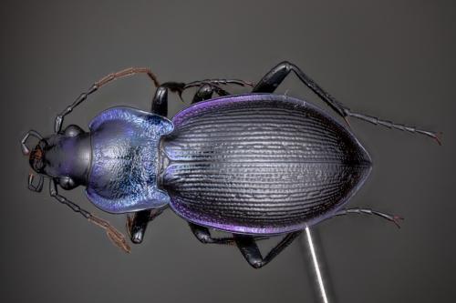 Réf. 266 036 : Carabus problematicus